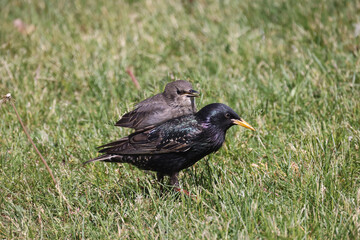 Baby European Starlings following mother begging for food. Some are now starting to look for their...
