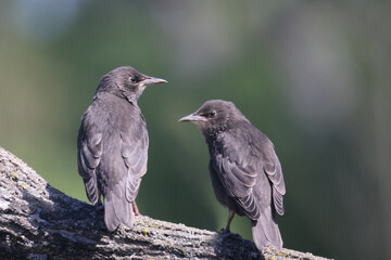 Baby European Starlings following mother begging for food. Some are now starting to look for their own food. Crucial survival skill. on lawn and branch