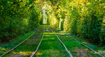 Tram and tram rails in colorful forest