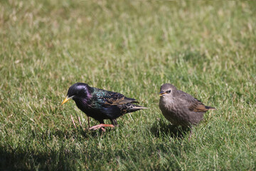 Baby European Starlings following mother begging for food. Some are now starting to look for their...