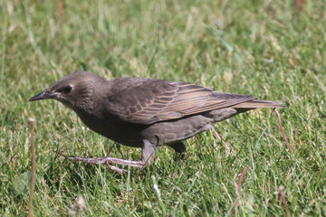 Baby European Starlings following mother begging for food. Some are now starting to look for their own food. Crucial survival skill. on lawn and branch