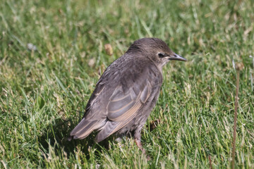 Baby European Starlings following mother begging for food. Some are now starting to look for their own food. Crucial survival skill. on lawn and branch