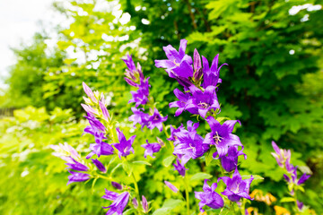 Bluebells in the garden