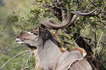 Großer Kudu / Greater kudu / Tragelaphus strepsiceros.
