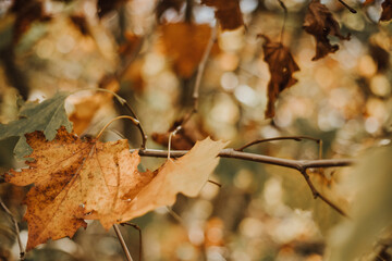 Walpaper Outono