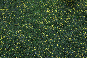 top view of a green field with blooming dandelions
