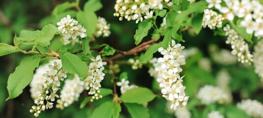 Beautiful bird cherry tree in blossom in sunlight. White little flowers. Spring blooming floral banner. Selective focus.	