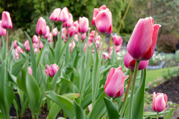 Vancouverの Queen Elizabeth Parkに咲くチューリップ