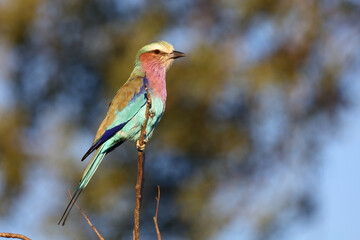 Gabelracke / Lilacbreasted roller / Coracias caudata