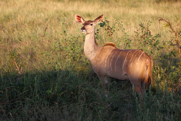 Großer Kudu / Greater kudu / Tragelaphus strepsiceros.