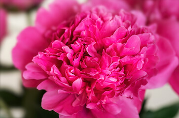  pink peonie flower on light background
