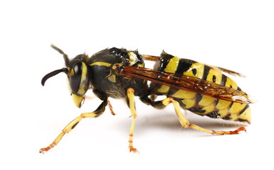 Common wasp, Vespula vulgaris isolated on white background, side view