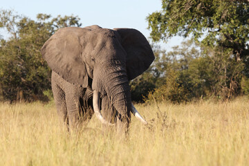 Fototapeta premium Afrikanischer Elefant / African elephant / Loxodonta africana