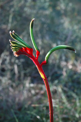 Anigozanthos manglesii or kangaroo paw flower from Western Australia