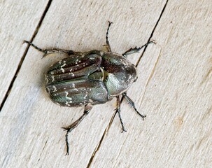 Dark Flower Scarab beetle on wooden boards, dorsal view. Found in the USA and Mexico, they are considered pests feeding on corn crops and a variety of flowers.
