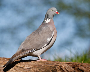 Wood Pigeon	