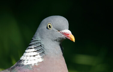 Wood Pigeon	