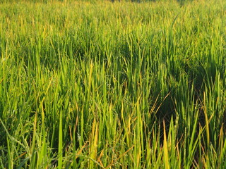Fresh rice plant on field. Farming  Agriculture Harvest Cultivation season. Asia and Thailand 's Economic plant concept.