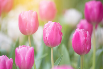 Fototapeta premium pink tulips in the garden