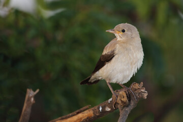 Lappenstar / Wattled starling / Creatophora cinerea..