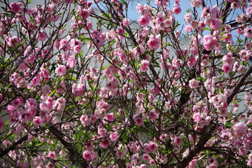 Blooming cherry blossom tree and blue sky