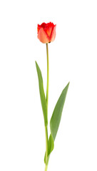 Tulip flower on a long stem with leaves, isolated on white background. Beautiful spring flowers.