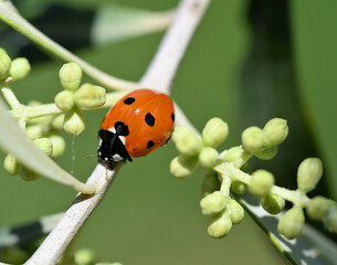 coccinelle