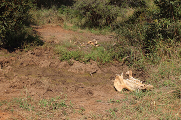Flu&szlig;pferd / Hippopotamus / Hippopotamus amphibius..