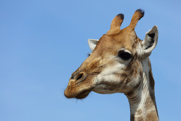 Giraffe / Giraffe / Giraffa camelopardalis