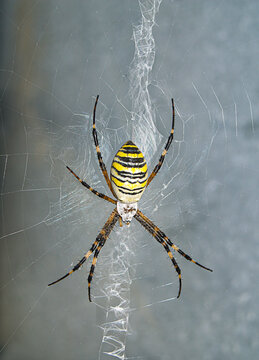 Wasp spider on the web closeup. Colorful yellow spider macro.