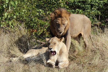 Fototapeta na wymiar Afrikanischer Löwe / African lion / Panthera leo..