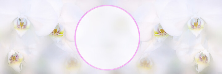 Background of white orchids for banner.