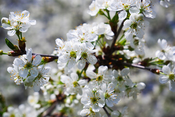 Blooming cherry. Delicate white flowers of a cherry tree close-up. Blurred background of flowers and blue sky.