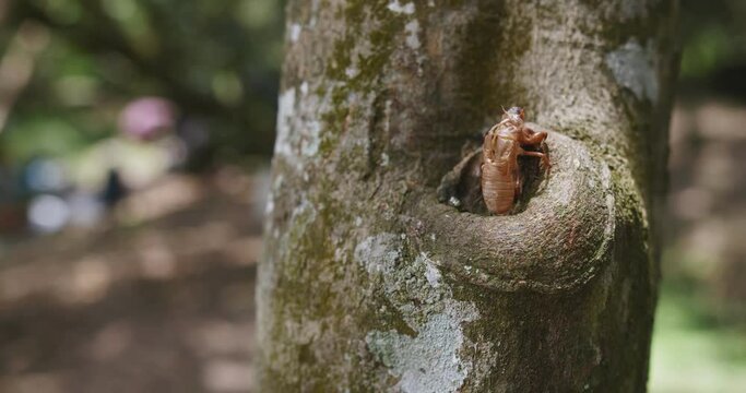 Beautiful nature Insect molting cicada shell fossilized on a tree branch