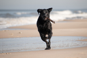 Perra labradora negra corriendo en la orilla de la playa con un palo en su boca.