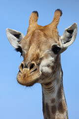 Naklejka premium Giraffe / Giraffe / Giraffa camelopardalis