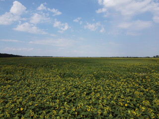 A picturesque field of sunflowers under a blue sky, aerial view. A farm field on a hot summer day, landscape.