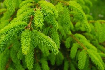Young, juicy, green shoots on a coniferous tree close-up. The evergreen spruce tree grows intensively in the spring. Narural background in green colors.