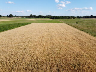 Ripe cereals on a farm field in summer, top view. Clear blue sky over the fields, landscape from a bird's eye view.