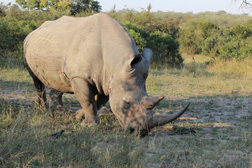 Breitmaulnashorn und Rotschulter-Glanzstar / Square-lipped rhinoceros and Cape glossy starling /...