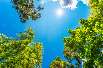 Variety crowns of the trees in the forest against the blue sky with clouds and sun
