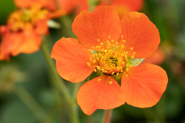 Geum  (Geum ‘Rustico Orange’)  cut flower