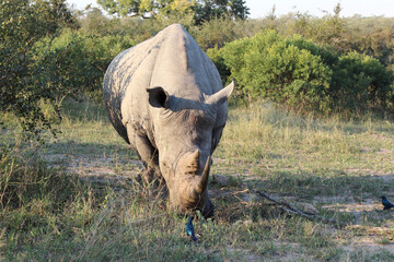 Breitmaulnashorn und Rotschulter-Glanzstar / Square-lipped rhinoceros and Cape glossy starling /...