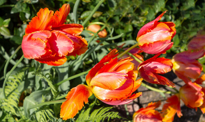 Tulip flowers with green leaves background on tulip flower bed on spring day
