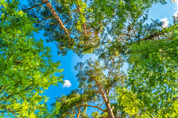 Variety crowns of the trees in the forest against the blue sky with clouds