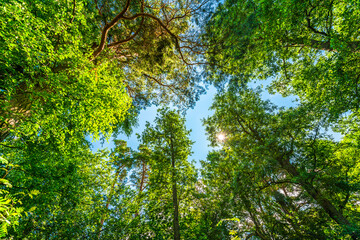 Fototapeta premium Variety crowns of the trees in the forest against the blue sky with clouds and sun