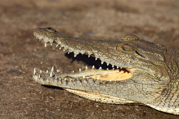 Obraz premium Nilkrokodil / Nile crocodile / Crocodylus niloticus