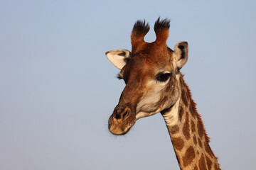 Giraffe / Giraffe / Giraffa camelopardalis