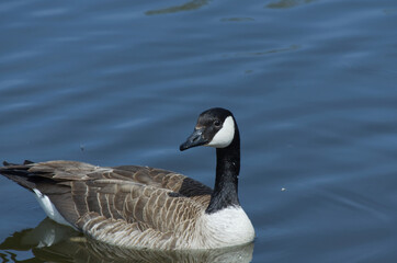 Canada Goose (Branta Canadensis) Swimming in the Water