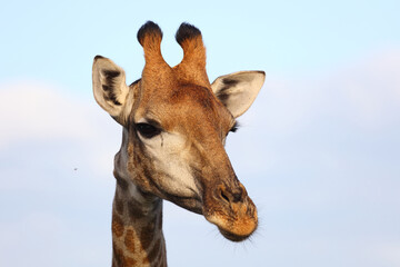 Fototapeta premium Giraffe / Giraffe / Giraffa camelopardalis